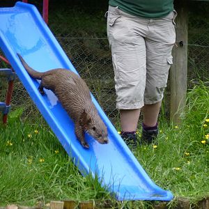 Otter Slide