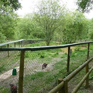 European Otter Enclosure