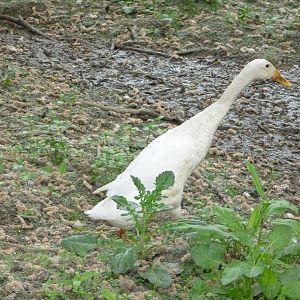 Indian Runner Duck