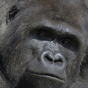 Bukavu a closer close up