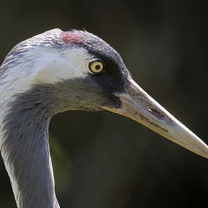 Eurasian crane