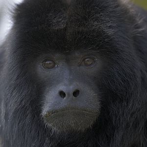 Black howler monkey