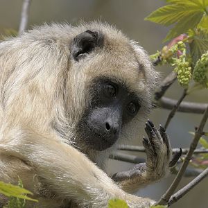 Black howler monkey