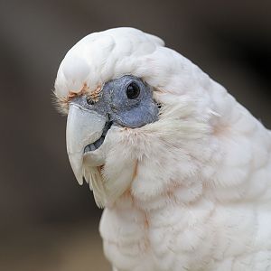 Western long-billed corella