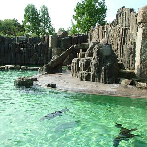 Fur Seal pool at Prague, 24/05/10