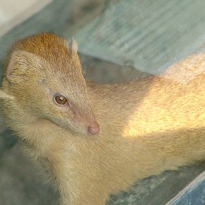Slender Mongoose at Prague, 24/05/10