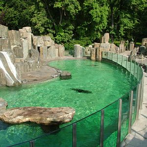 Fur Seal pool at Prague, 24/05/10
