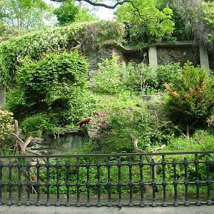 Red Panda exhibit at Prague, 24/05/10