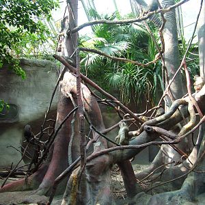 Macaque exhibit at Prague, 24/05/10