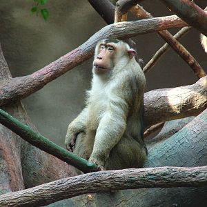 Southern Pig-tailed Macaque at Prague, 24/05/10