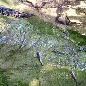 Mudskippers at Prague, 24/05/10