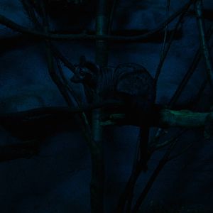 Common Palm Civet at Prague, 24/05/10