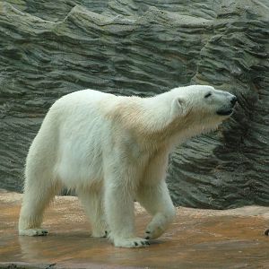 Polar Bear at Prague, 24/05/10