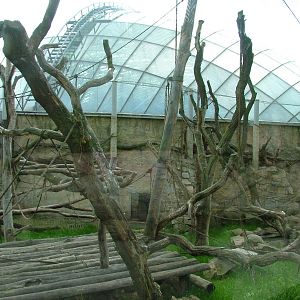 Outdoor ape exhibit at Prague, 24/05/10