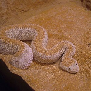 Sahara Sand Viper at Prague, 24/05/10