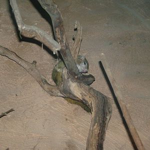 Smith's Bush Squirrel at Prague, 24/05/10