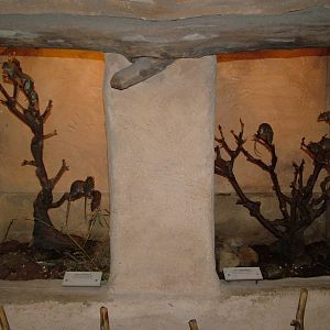 Grass mouse exhibits at Prague, 24/05/10