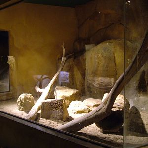 Ratel indoor exhibit at Prague, 24/05/10