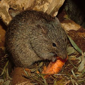 Nile Grass Rat at Prague, 24/05/10