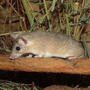 Cairo Spiny Mouse at Prague, 24/05/10