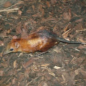 Chequered Elephant Shrew at Prague, 24/05/10
