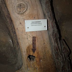 Lesser Savannah Dormouse viewing at Prague, 24/05/10