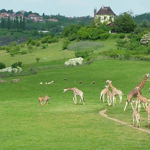 African Savannah at Prague, 24/05/10