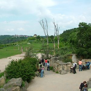African Savannah viewing at Prague, 24/05/10