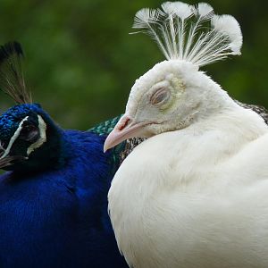 Peacocks