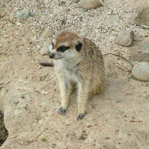 Meerkat at Prague, 24/05/10