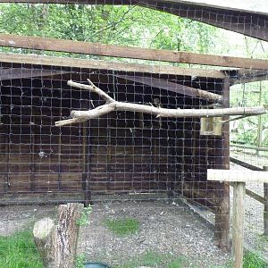Barn Owl Aviary