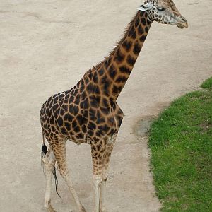 Rothschild's Giraffe at Prague, 24/05/10