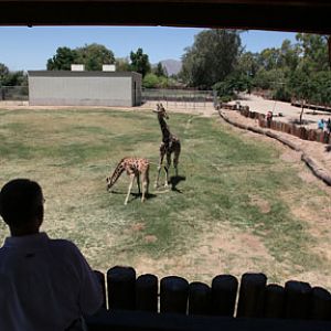 giraffe viewing platform