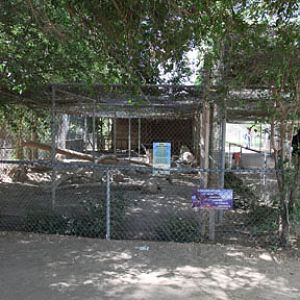 substandard tiger enclosure