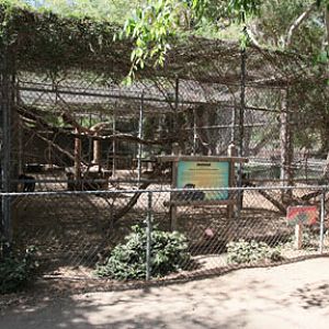 substandard jaguar enclosure