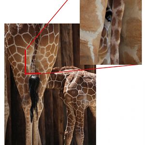 giraffe baby nursing