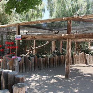 leopard enclosure