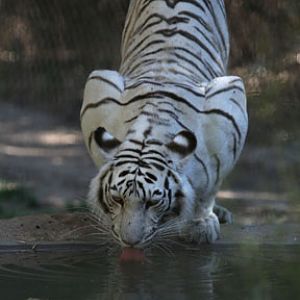 white tiger drinking