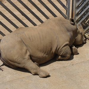 Otto the bull White Rhino