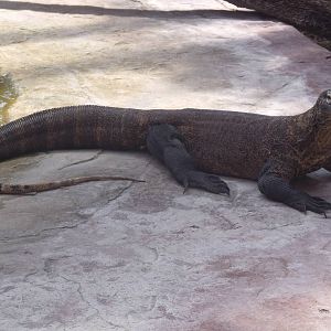 Telu the new male Komodo Dragon