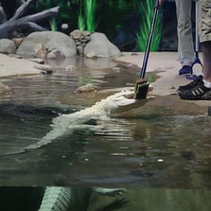 gator eating broom