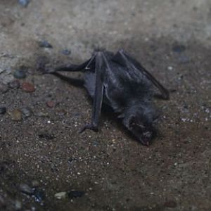 vampire bat drinking