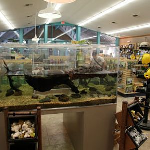 Gift shop with aquarium