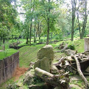 Brown Hyaena exhibit at Prague, 24/05/10