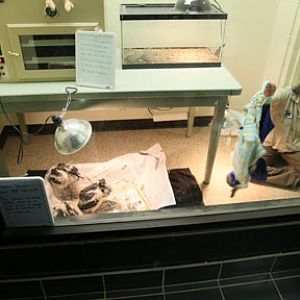 mammal-reptile-bird babies