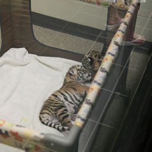 baby bengal (hybrid) tigers