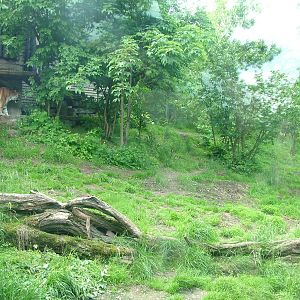 Amur Tiger exhibit at Prague, 24/05/10