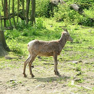Californian Bighorn Sheep at Prague, 24/05/10