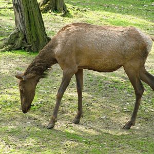 Manitoba Wapiti at Prague, 24/05/10