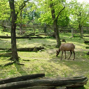 North American ungulate exhibit at Prague, 24/05/10